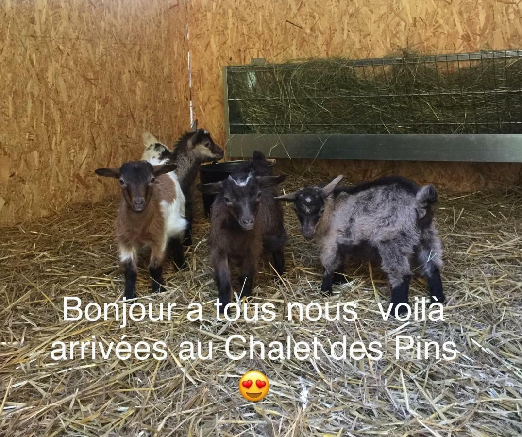 Le Chalet Des Pins Otel Rougeou Dış mekan fotoğraf
